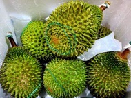 貓山王榴櫣
