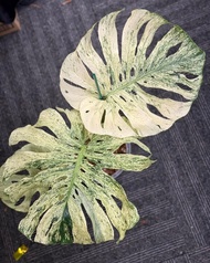 bibit bonggol monstera mint varigata - batang berakar monstera mint varigata original