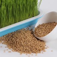 【 Singapore Stock 】Wheatgrass Cat Grass Seeds | 100 Seeds | Organic Easy To Grow | Indoor HDB Friend