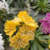 滿300出貨 露薇花 露微花 多年生陽臺 花期較長