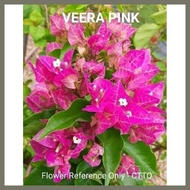 ◫ ◆ ◴ SALE!!!RARE ROOTED BOUGAINVILLEA