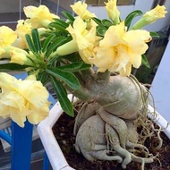 bibit tanaman adenium bunga kuning bonggol besar bahan bonsai kamboja