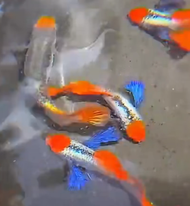 dumbo koi guppy
