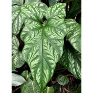 CERCESTIS MIRABILIS Exotic Plant Rare Collection Keladi Tattoo