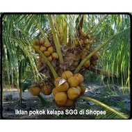 Anak pokok kelapa SGG-RN Agro