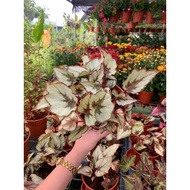 Asam batu/ Begonia Rex- real live plant