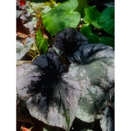 Begonia Silver Rex/New Plants 