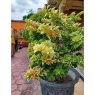 Tanaman hias bunga bougenville singapore kuning varigata bibit ori