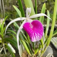 anggrek dewasa Cattleya Bc. Morning Glory