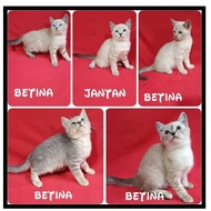 Kitten Kucing Himalaya Mix British Shorthair Limited Edition