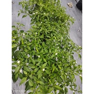 Pokok Cili Bara Besar