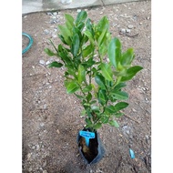 Pokok Limau Kasturi Tut I Calamansi Lime I Pokok Buah