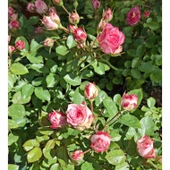 pink rose flower big pot