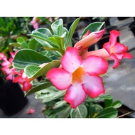 Desert Rose (Adenium obesum) 富貴花 with Fleshy Base Caudex, 22cm Pot - Exotic Beauty for Your Space