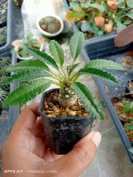 🌵💥มะพร้าวทะเลทราย 💥🌵 Dorstenia ขนาดของลำต้นประมาณ 2 ซม. ต้นกระบองเพชร ต้นแคคตัส (แคคตัส กระบองเพชร)