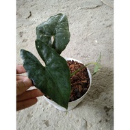 Alocasia/Keladi hutan