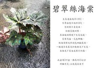 心栽花坊-碧翠絲海棠/觀葉海棠/觀葉秋海棠/5吋盆/綠化植物/室內植物/觀葉植物/售價120特價100