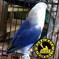 telur burung lovebird violet fertil