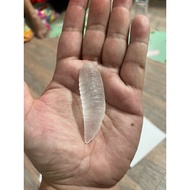 Mutya ng Clear na Linta