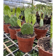 Opuntia Prickly Pear - Drought-Tolerant Cactus, Flower, Easy Care