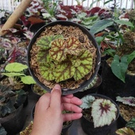 Tanaman Hias Begonia Keong Madu