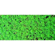 AZOLLA / DUCKWEED FERN