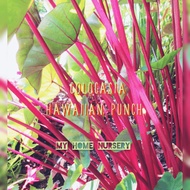 Colocasia Hawaiian Punch 💚