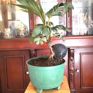 Bonsai kelapa gading/Tanaman hias unik/miniatur bonsai kelapa oren
