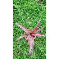 cryptanthus Elaine**