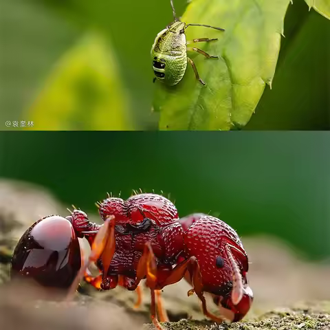 Laowa 180mm F4.5 CA-Dreamer Macro Lens 1.5x Ultra-Macro APO Lens for Sony E Canon EF RF Nikon Z and 