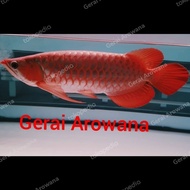 Ikan Arwana Super Red Spesial Ekor lebat dayung Panjang