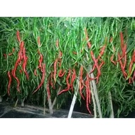 paket isi 50 Benih /Biji Cabe Awe Aceh - Benih Cabe Merah Keriting Awe Aceh - Bibit Cabe Awe Aceh -