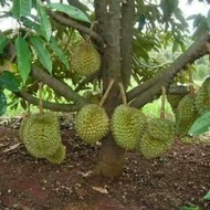 Anak Pokok durian montong hybrib D159/Pasu/Pot Durian tree