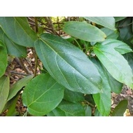 New Promo New Promo Promo Fresh Grass Jelly Leaves COD