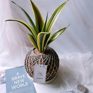 大苔球 虎尾蘭 植栽