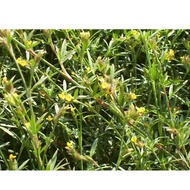 ถั่วสไตโลอุบล Stylosanthes guianensis var. guianensis cv. Ubon stylo ขนาด 1000 กรัม