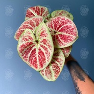 Caladium ‘Thai Hybrid’ 彩叶芋 “泰国交种” [Ready Stock 现货]