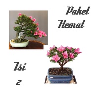 bonsai saliyah/azalea bahan bonsainya