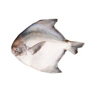 Fresh Chinese Pomfret 800G - 1KG