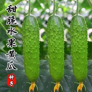 Fruit Cucumber Seeds with Thorns Four Seasons Easy to Plant Balcony Potted High-Yield Cucumber Seed Vegetable Cucumber S