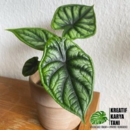 TANAMAN HIAS ALOCASIA DRAGON SCALE - ALOCASIA DRAGON SCALE-Garden25 shop