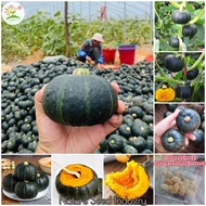 (10pcs Seeds/pack) Japanese Pumpkin Seeds High-yield Sweet Glutinous Mini Chestnut Pumpkin Seeds Veg