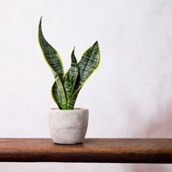 【室內盆栽】虎尾蘭盆栽 觀葉植物 綠化 盆栽 開幕送禮 禮物