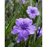Tanaman Hias Bunga Ruellia / Rowlia / Ruellia simplex / kencana ungu