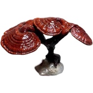 现货灵芝盆景观赏盆栽不怕冷耐热多肉植物办公室内桌面植物吸甲醛植物