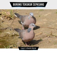 Burung Tekukur sepasang jantan dan betina