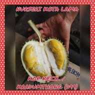 🔥HYBRID🔥 POKOK DURIAN KOP KECIL (D99) / Kradumthong / Kancing Baju / Pendebungaan / Durio Zibethinus