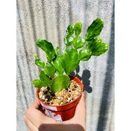 cactus opuntia monacantha