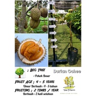 【Live Plant】Anak Pokok Durian Duri Hitam / Durian Ochee Sapling / 黑刺 - Kawin / Bud Grafted 2~3ft