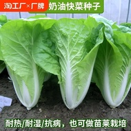 Four Seasons Creamy Cabbage Cabbage Cabbage Seeds Cabbage Seeds Cabbage Seeds Balcony Vegetable Seed
